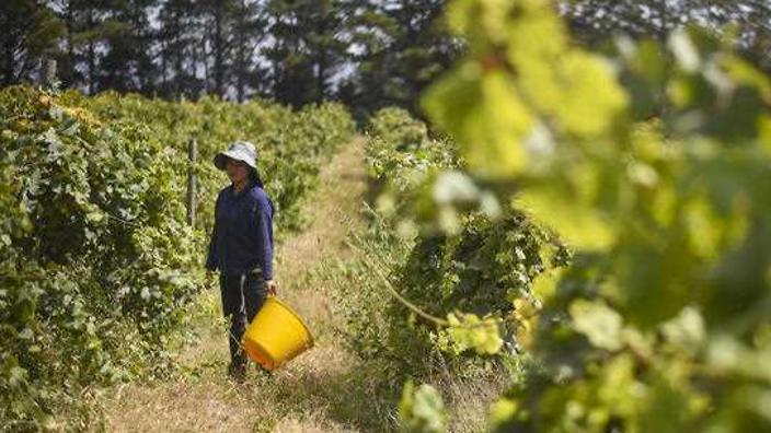 A seasonal worker picks grapes at a vineyard outside Canberra