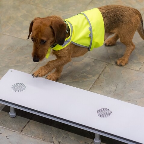 Medical detection dog training