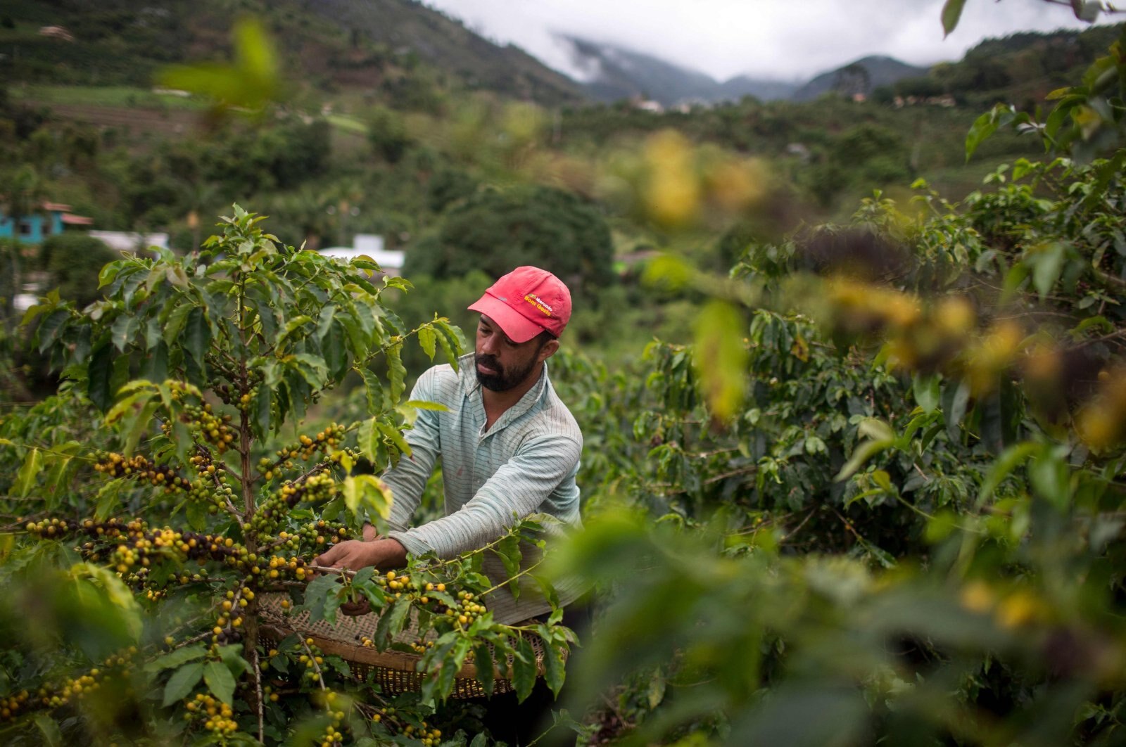 Brazil frost sends coffee prices to multi-year peak