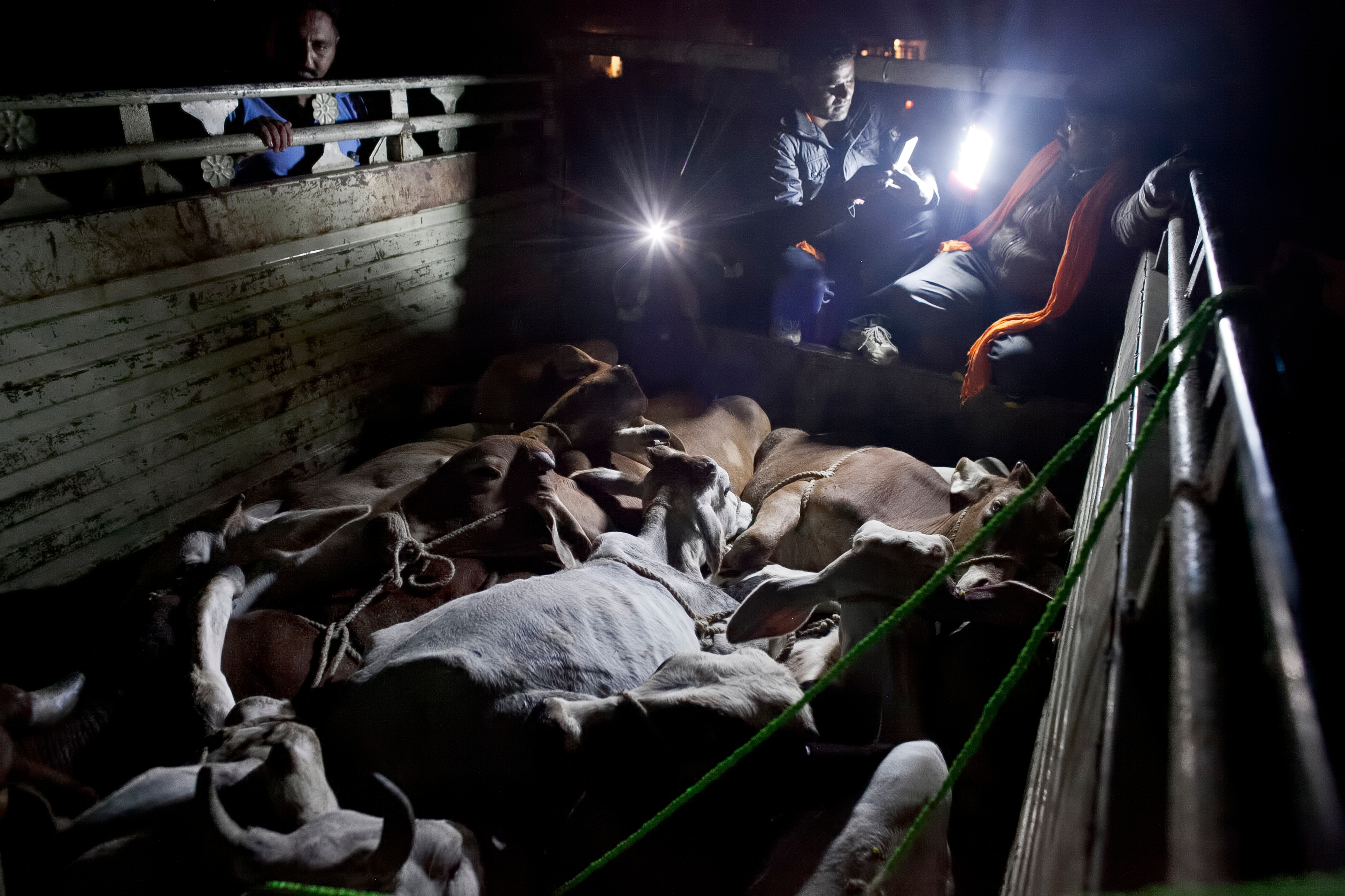 Members of a 'cow vigilante' group look into the back of a truck in India. The driver fled and around a dozen cows were found in the back of the truck. Patrolling With India's Cow Protection Vigilantes