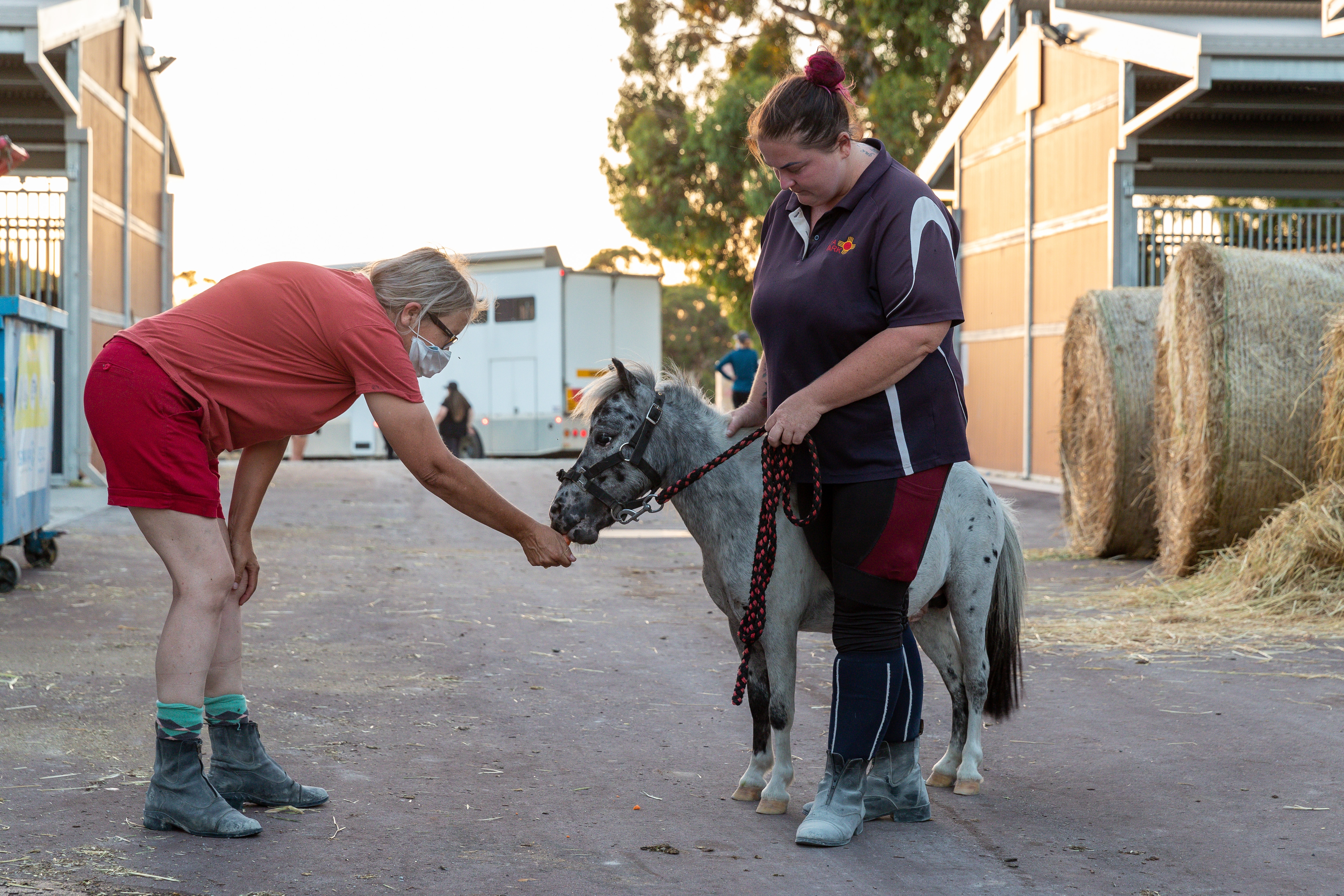 A miniature pony rescued from a bushfire-affected area is fed by a volunteer at temporary stables set up at the Magic Millions complex in Perth.