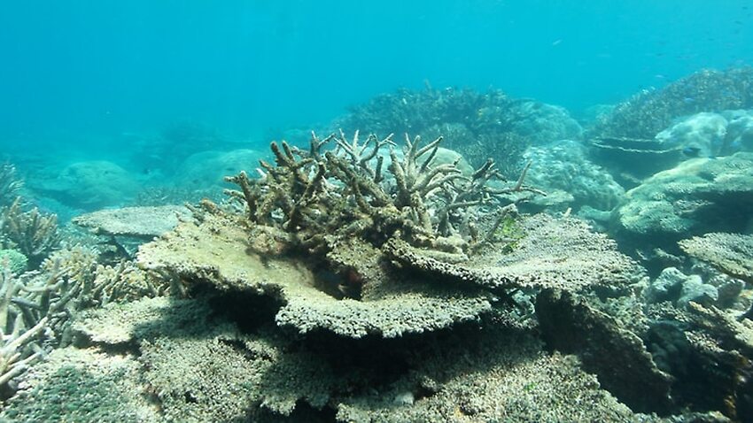 Image for read more article 'Great Barrier Reef outlook 'very poor' as scientists warn of climate change threat'