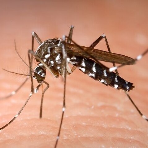 Dengue fever is often known to be spread by mosquito