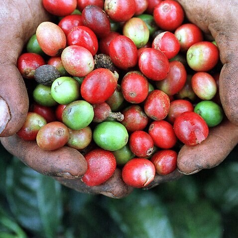 Una manciata di caffè in una piantagione honduregna