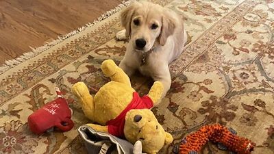 Mike Pompeo tweeted this photo of his dog with a Winnie the Pooh toy. 
