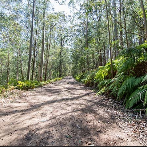 Tragedia: una colombiana murió por una rama que se le cayó encima durante una caminata en un bosque de Australia