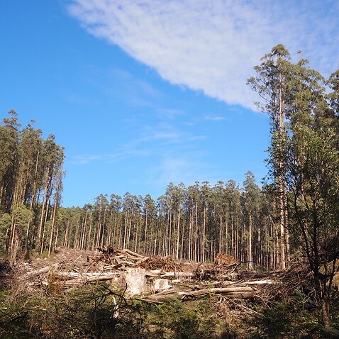 Logged trees in Mountain Ash forest, Victoria 