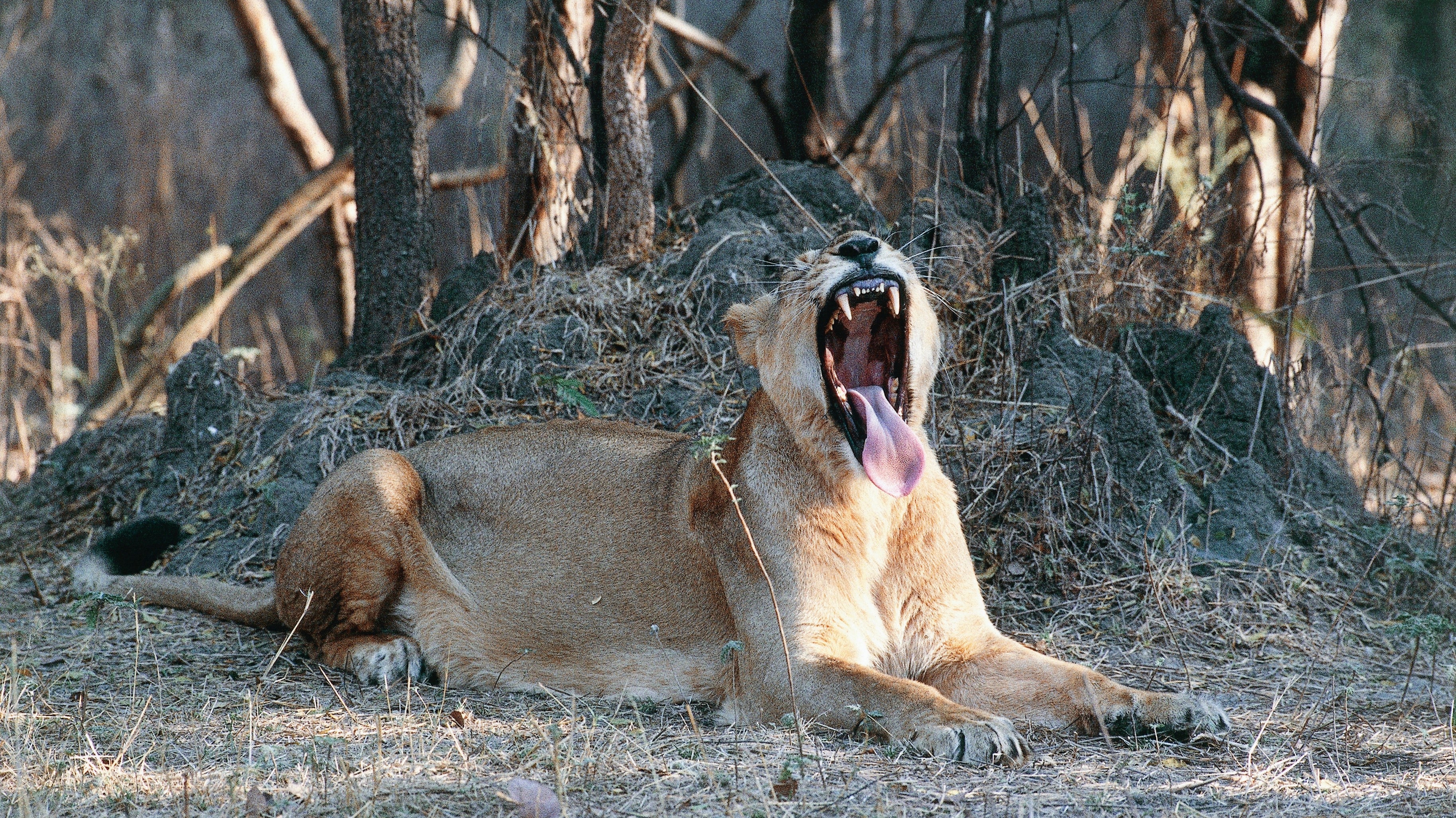 Asiatic lions in India