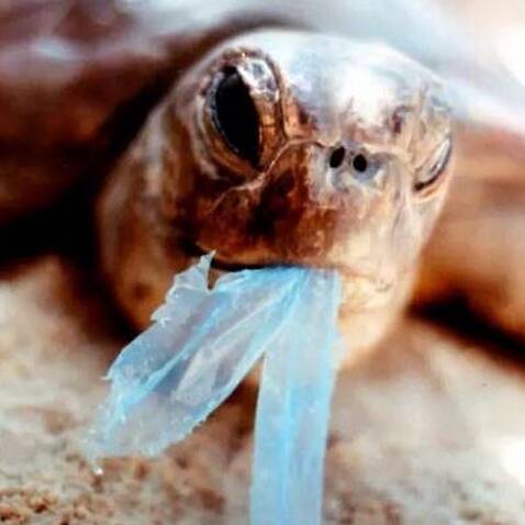 A turtle trying to eat a plastic bag in the Gulf of Carpentaria in northern Australia. 