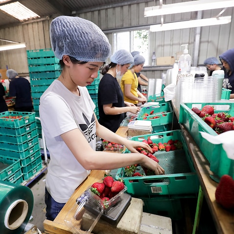 A file photo of workers sorting and packing strawberries at the Chambers Flat Strawberry Farm, Queensland.