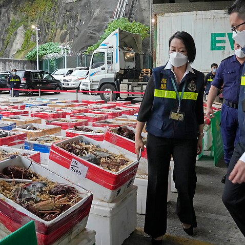 2021 年 10 月 15 日星期五在香港舉行的新聞發布會上，香港海關展示他們在反走私行動中查獲的澳洲龍蝦。