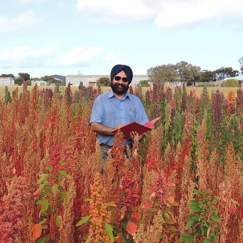  DPIRD research scientist Dr Harmohinder Dhammu, principal investigator of the project, in quinoa variety trial at Geraldton, WA.