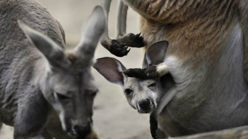 Comment Why Extinct Giant Kangaroos Would Have Walked Not Hopped Sbs News