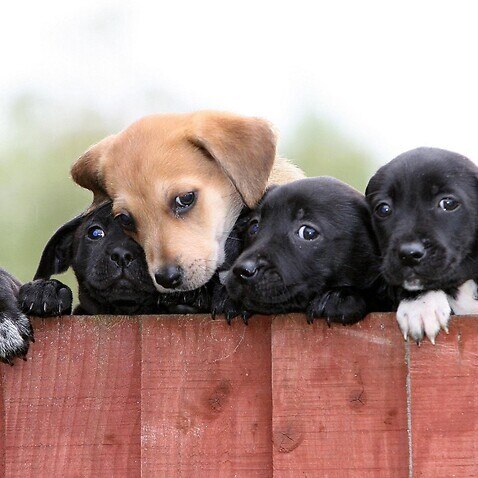 Five of the puppies currently at the Dog's Trust Merseyside Rehoming Centre waiting for new families