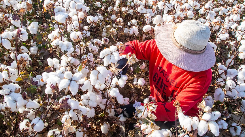 Cotton Harvest In Xinjiang