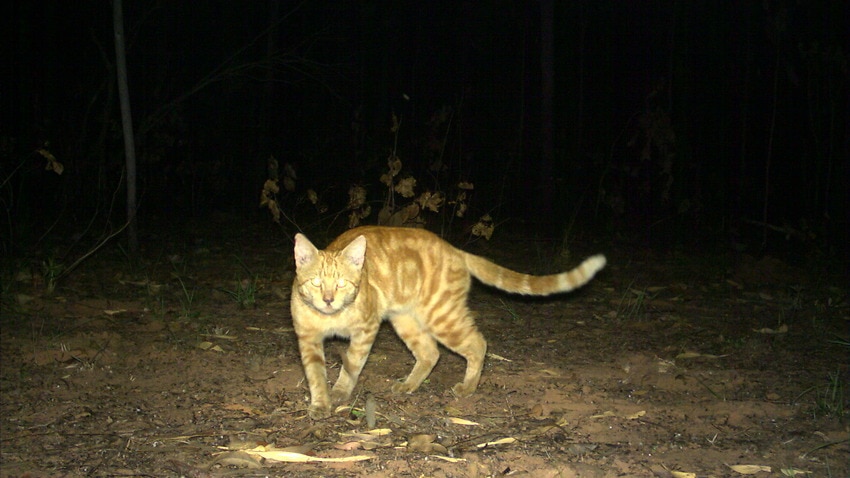 Feral cats crushing reptiles in Kakadu