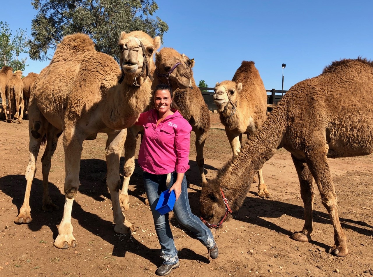 The woman saving Australia's wild camels from slaughter as demand for