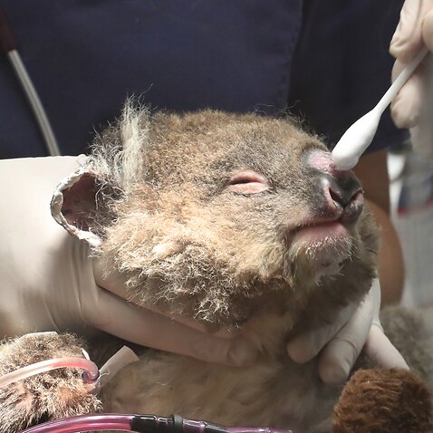 A young koala receives veterinary care after being injured in the recent bushfires.