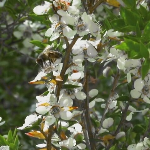 Image of a bee and manuka tree 