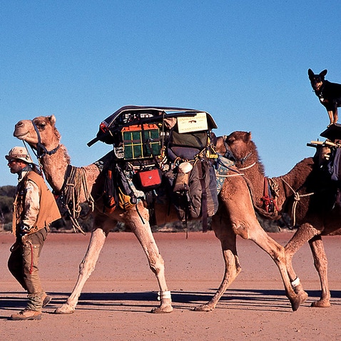 Denis Katzer führt seine Karawane durch die Wüsten. Hnd Rufus reitet auf Kamel Hardie.