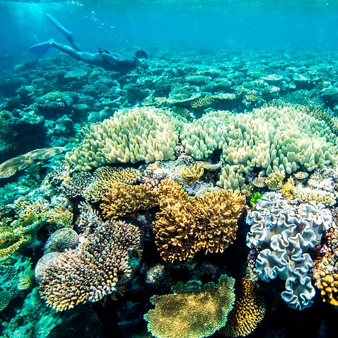 Great Barrier Reef programs will receive $8.2 million in the upcoming federal budget. 