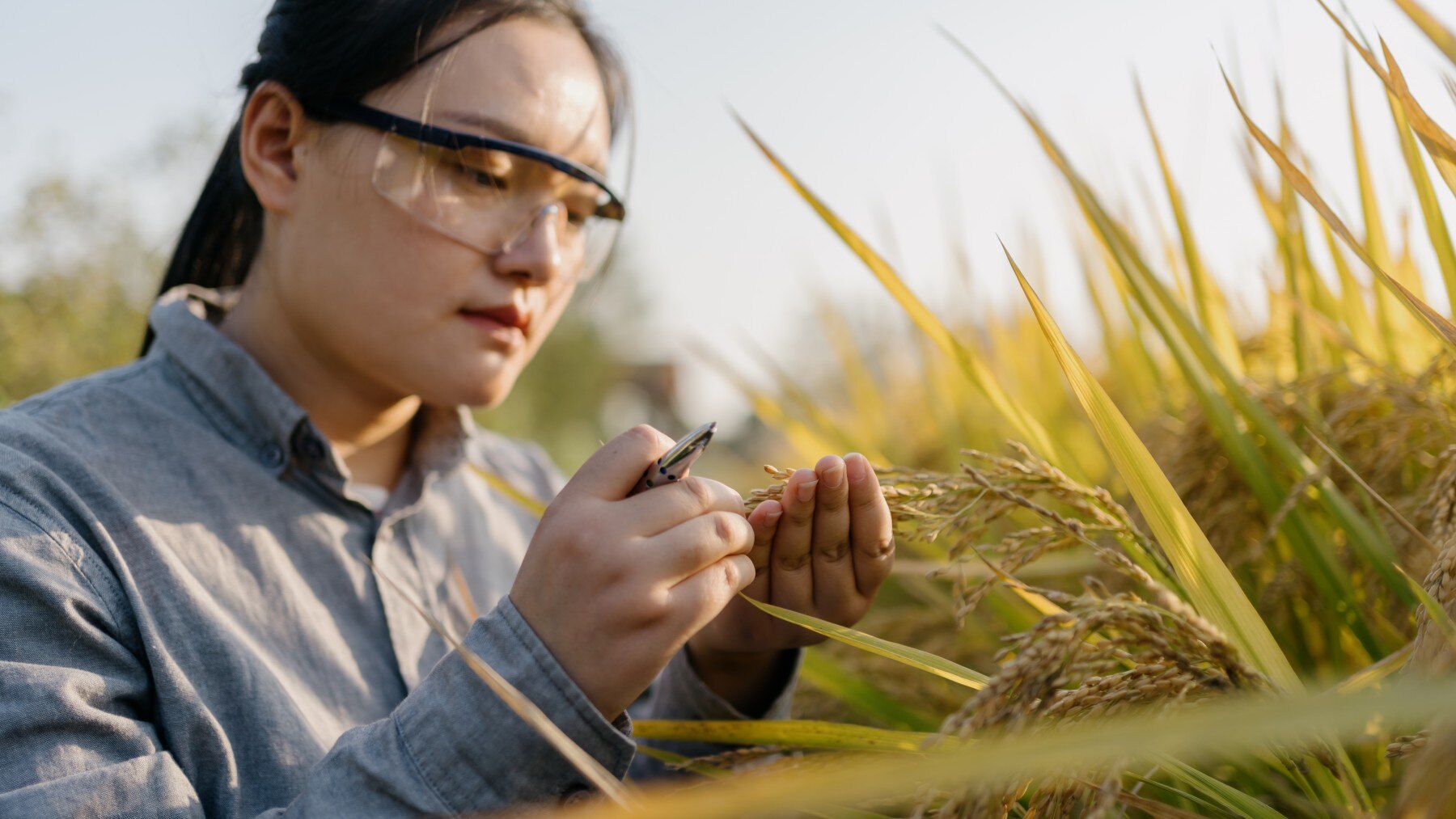 Agricultural Scientist working in farm