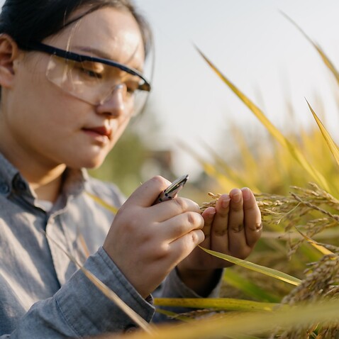 Agricultural Scientist working in farm