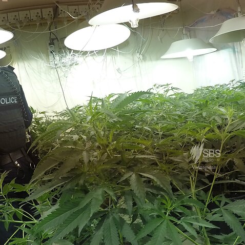 Large-scale cannabis cultivation operation dismantled by SCC Drug and Firearms Squad