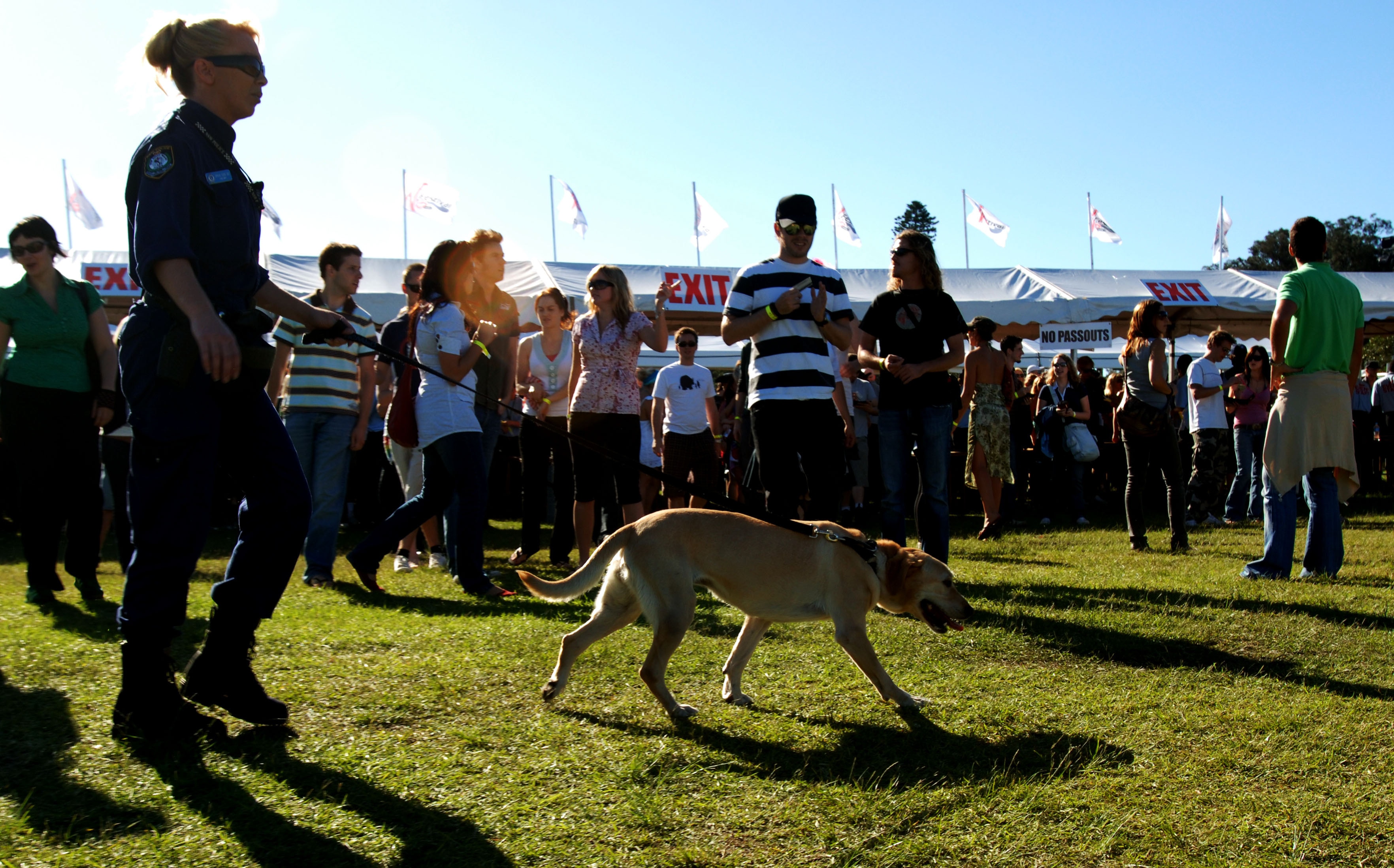 Police sniffer dogs look for people carrying drugs during the V Festival at Centennial Park.