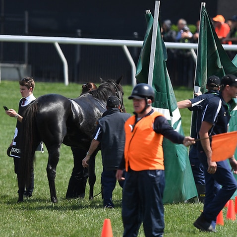 Track staff erect a screen around The CliffsofMoher after he was injured during the Melbourne Cup.