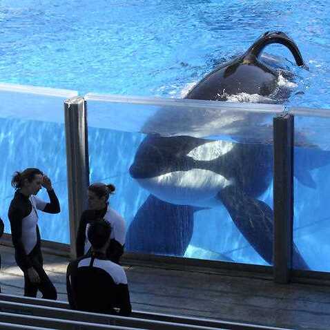 orca whale Tilikum, right, watches as SeaWorld Orlando trainers take a break during a training session at the theme park's Shamu Stadium in Orlando, Fla.