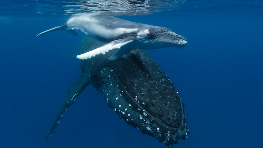 Humpback whale baby boom near Antarctica | The Feed