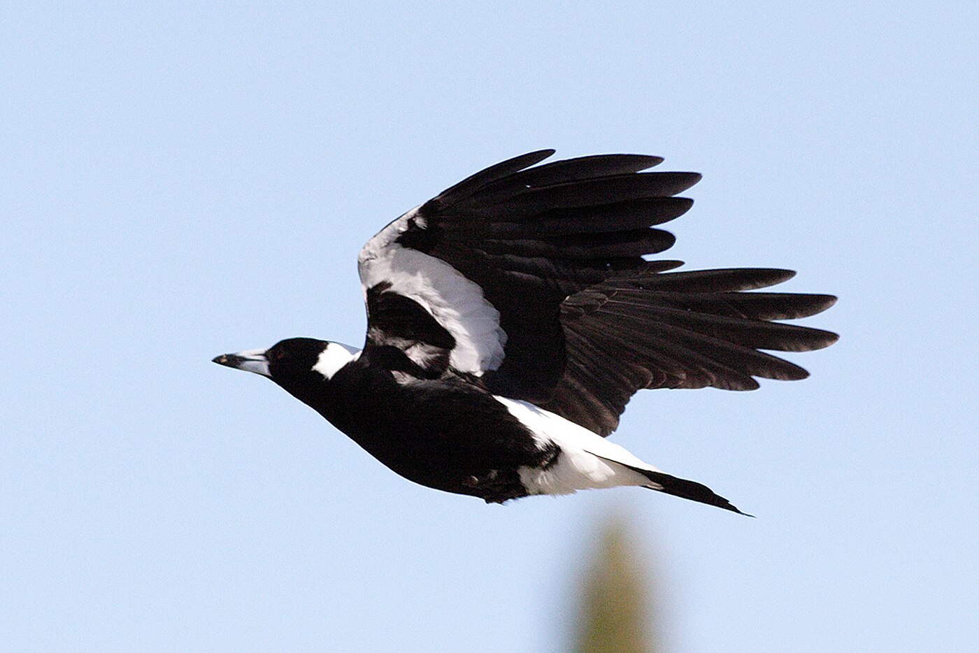 Magpies are most prone to swooping during the August to October period. 