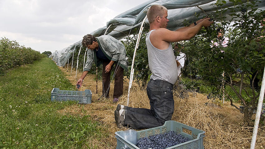 Image for read more article 'Calls for a royal commission after report reveals backpackers paid $3 an hour on NSW blueberry farms'