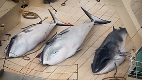 Three dead Minke Whales lie on the deck of the Japanese ship Nisshin Maru, in the Southern Ocean, January 5, 2014. 