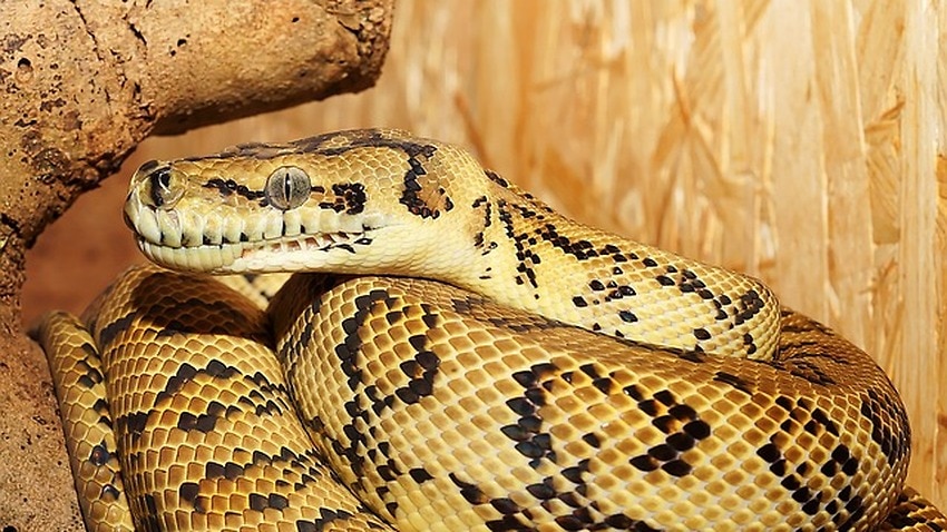 SBS Language | 3 apps to identify snakes and spiders in ...