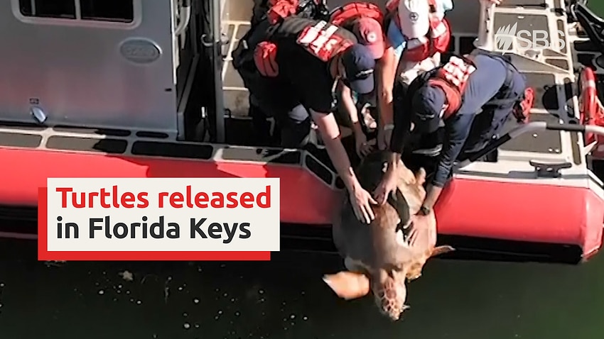Coast Guard helps release turtles in Florida Keys thumbnail