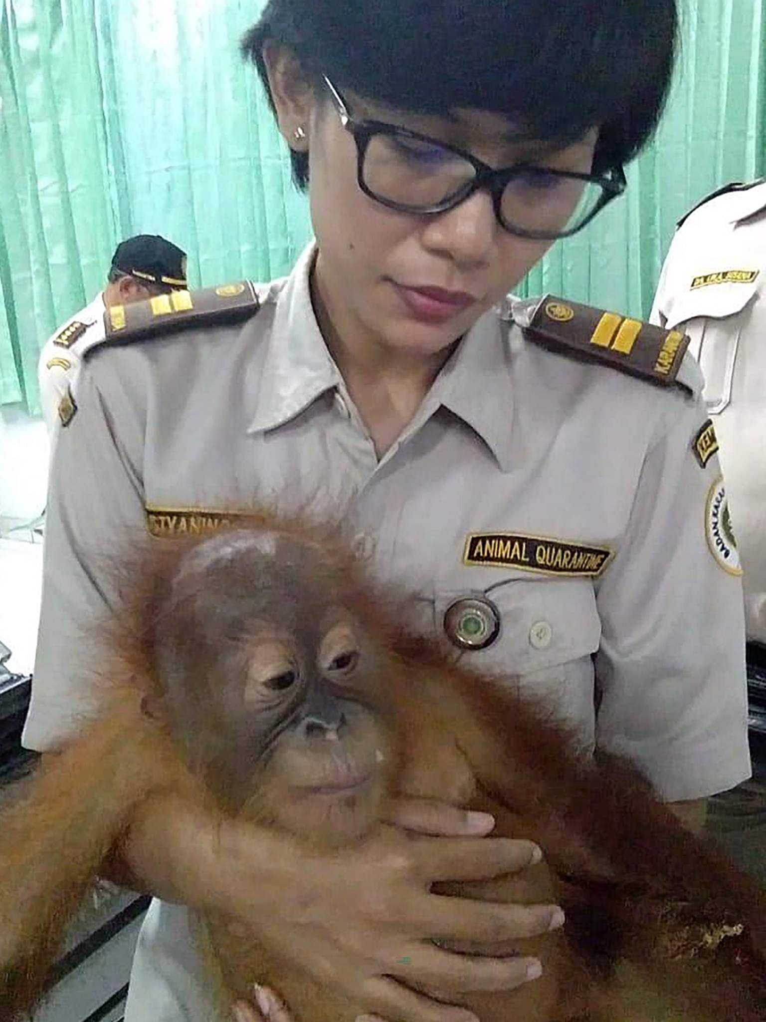 Russian tourist arrested smuggling Indonesian  orangutan  