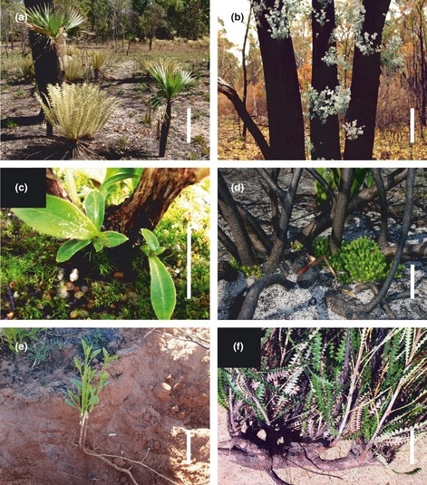 Common forms of resprouting after crown fire