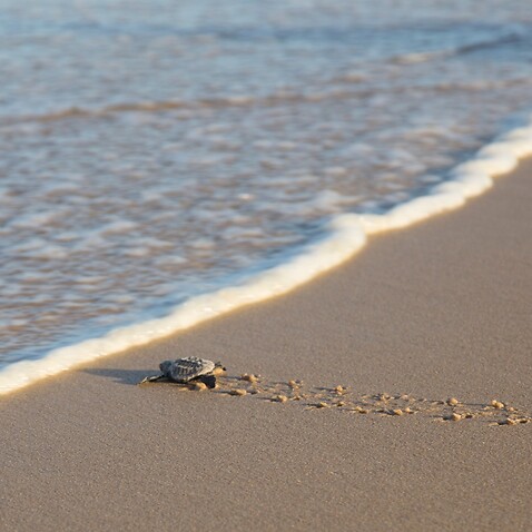 Turtle by the sea