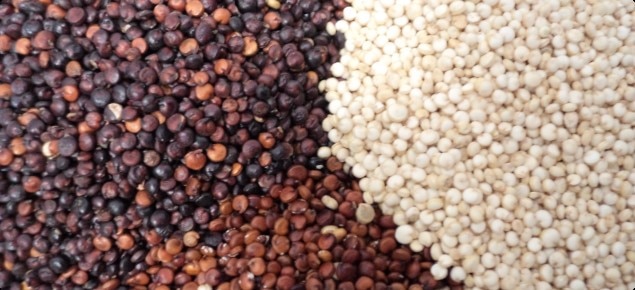 Quinoa is a pseudocereal crop which closely resembles grains in its appearance and characteristics.