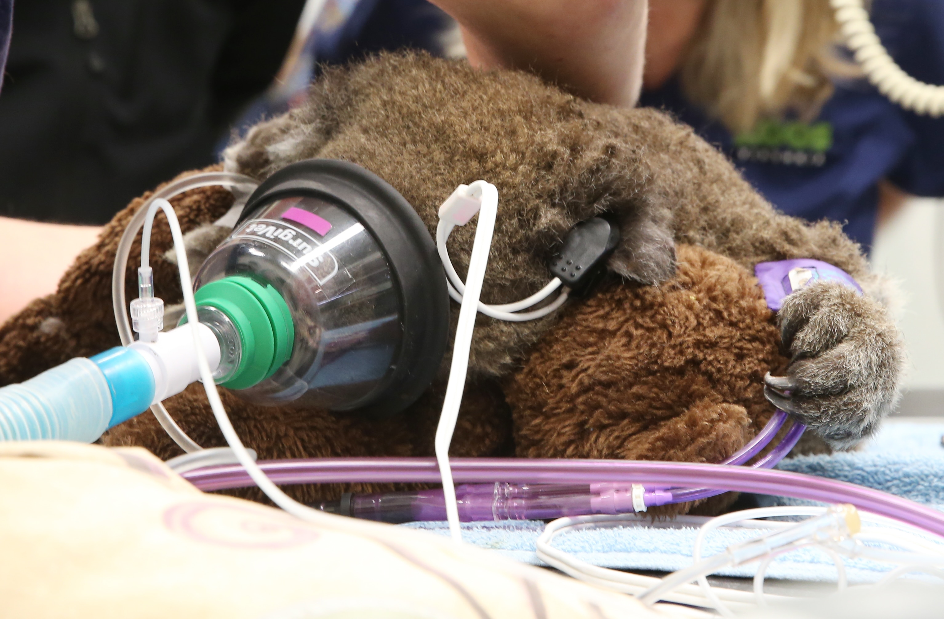 Veterinarians work on Jeremy, a young koala recovering from injuries that was rescued from the Victorian bushfires near Mallacoota, on January 23, 2020.