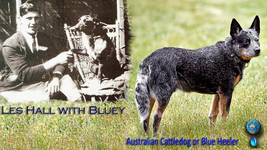 bluey the cattle dog