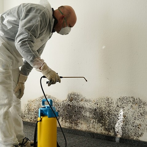 Getting rid of mould