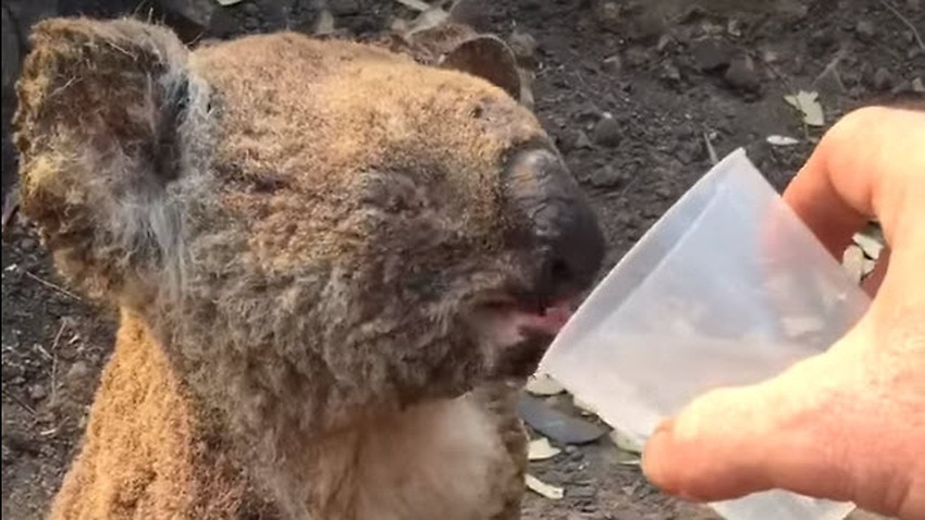 Image for read more article 'This man's act of kindness towards a koala injured by bushfires has gone global'