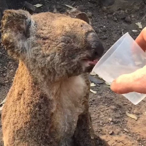 Injured koala 'Kate' has a sip of water after being discovered exhausted and dehydrated in the Bellangry State Forest.