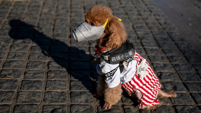 Hong Kong pets face coronavirus quarantine after dog tests ...