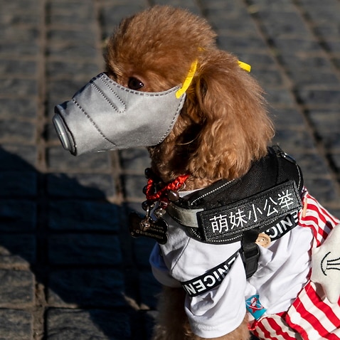 A dog in Hong Kong, not pictured here, has tested positive for coronavirus.