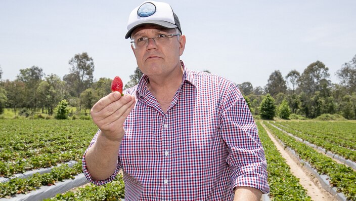 Australia's Prime Minister Scott Morrison is seen during a visit to a strawberry farm in Chambers Flat in southeast Queensland, Monday, November 5, 2018. (AAP Image/Tim Marsden) NO ARCHIVING