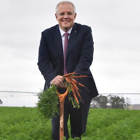 Prime Minister Scott Morrison at Premium Fresh farm 9km west of Devonport in Tasmania, Wednesday, April 17, 2019. (AAP Image/Mick Tsikas) NO ARCHIVING